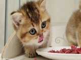 گوشت خوردن بچه گربه های ملوس - کیوت و بامزه
