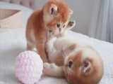 بازی بچه گربه های بامزه با توپ