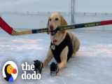 سگی که عاشق بازی هاکی روی یخه | (دودو 145)