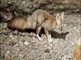 شاه روباه یکی از گوشتخواران کمیاب ایران است و از زیباترین روباه‌هاست.