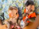 غذا دادن به 2 بچه میمون بامزه
