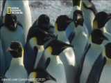 ترسیدن پنگوئن ها از ببر دریایی / راز بقاء / مستند