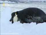 شکار شدن و خورده شدن پنگوئن توسط ببر دریایی/ راز بقاء / مستند