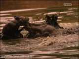 فیلمی زیبا/ شکار شدن سگ وحشی توسط تمساح/ Documentary  / وثائقية / مستند