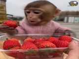 بچه میمون ناز و خوشگل که دارد توت فرنگی میخورد