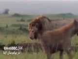 حیات وحش،،،