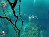 عجیب ترین کشفیات غواص ها در اقیانوس