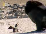 خوردن پنگوئن توسط شیر دریایی2 / Documentary/الوثائقية/مستند/از شبکه AD NAT GEO
