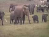تعقیب شیر توسط مادر بچه فیل برای نجات فرزندش