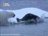 خرس قطبی/Documentary/الوثائقية/مستند/از شبکه AD NAT GEO
