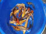 بهترین ماهی های کوی سوپر باله نژدهای مختلف رنگارنگ زیبا سلامت اصیل مناسب حوض برک