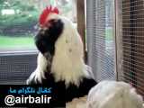 مرغ خروس فاورلس