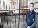 آخرین وضعیت سلامت جسمی هیرمان شیر ایرانی