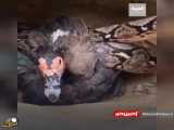فداکاری مادرانه اردک برای نجات جوجه‌هایش از چنگ افعی