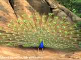 فیلم بازکردن بال های طاووس.حیوانات وحشی.جنگ حیوانات