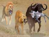 حیات وحش، جنگ برای بقاء/شیر در مقابل بوفالو و گورخر/شکارهای دیدنی