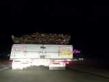 کامیون های حمل چوب در مسیر سردشت-بانه