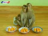پرتقال خوردن خانوادگی میمون ها - کیوت و بامزه