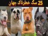 25 سگ خطرناک جهان که باید از آنها بترسید!