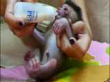 شیر دادن به میمون کوچولوی بامزه