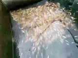 فروش انواع بچه ماهی کوی کپور تیلاپیا