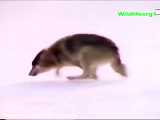 ببینید این حیوون کوچیک چطور گرگ را فراری میده و شکارش رو میدزده