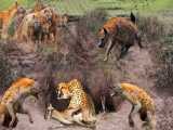 حیات وحش، حمله یوزپلنگ برای شکار/شکار دزدی کفتارها از چیتا/قدرت نمایی شیر