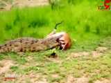 تمساح گرسنه ، آهوی حامله را از زیر دندانهایش آزاد کرد!!!