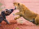 راز بقا - ضرب و‌ شتم قرار گرفتن دردناک شیر توسط سگ - مستند حیات وحش
