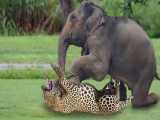 حیات وحش - لگد فیل برای شکست دادن پلنگ - حملات حیوانات وحشی