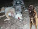 خطرناک ترین سگ برای مقابله با گرگ