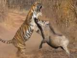 مبارزه حیوانات با مرگ - ببر در مابل گراز - ببر علیه گاومیش -ببر علیه ایمپالا