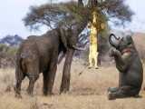 فیلمی زیبا از شکارچیان قدرتمند | کمین شیرها برای گله فیل ها و فرار از انتقام