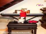 حیوانات بازیکوش (88): گربه ویولنیست