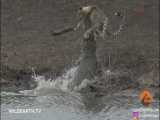 شکار یوزپلنگ چیتا توسط تمساح