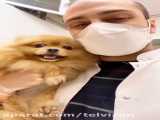 یک ویدیو از بامزه ترین سگ ها در مطب دامپزشک ایرانی