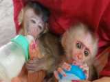 وقت شیرخوردن میمونهای کیوت