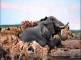 راز بقا - شکنجه فیل توسط تمساح و کفتارها - مستند حیات وحش