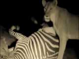 جشن گورخر | شیر بیضه های گورخر هنوز زنده را در تاریکی خرد می کند ...!