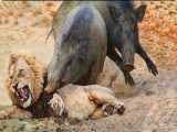 حیات وحش، حمله شیر برای شکار گراز/مقاومت گراز مادر در مقابل شیرها/راز بقاء