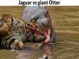 جکوار و سمور آبی (jaguar vs Giant otter) مجموعه نبرد حیوانات