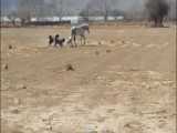 دفاع جانانه اسب روستا در مقابل حمله سگ ها... مرداد99