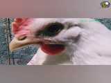ویدیو پرورش مرغ گوشتی سبز محمد