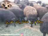 118work خرید و فروش گوسفند نژاد افشار در قم
