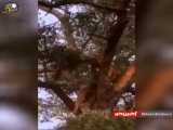 قدرت دیدنی پلنگ در بالا بردن شکار خود از درخت!