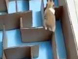 حیوانات بازیکوش (102): ماز بازی با همستر  بی اعصاب (هزارتو)