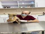 معاینه سگ پامر فاکس در مطب دامپزشکی