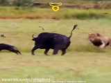 حیات وحش، غم انگیزترین صحنه دنیای وحش/شکار همزمان مادر و گوساله توسط 3 شیر نر
