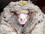 پیدا شدن گوسفندی بعد از 5 سال با 35 کیلو پشم