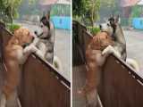 فیلم حیوانات خانگی خنده دار - واکنش خنده دار سگ